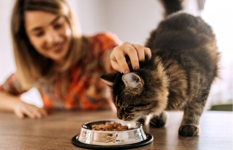 A cat eating from a bowl on a wooden bench